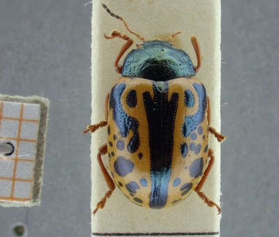 BE-RBINS-ENT Calligrapha_086 Calligrapha fulvipes Dorsal.jpg BE-RBINS-ENT Calligrapha_086 Calligrapha fulvipes Dorsal.jpg