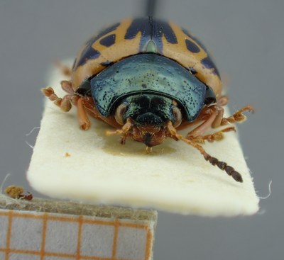 BE-RBINS-ENT Calligrapha_086 Calligrapha fulvipes Frontal.jpg BE-RBINS-ENT Calligrapha_086 Calligrapha fulvipes Frontal.jpg