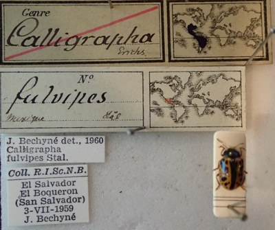 BE-RBINS-ENT Calligrapha_086 Calligrapha fulvipes Label.jpg BE-RBINS-ENT Calligrapha_086 Calligrapha fulvipes Label.jpg