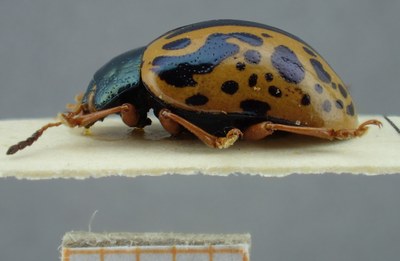 BE-RBINS-ENT Calligrapha_086 Calligrapha fulvipes Lateral.jpg BE-RBINS-ENT Calligrapha_086 Calligrapha fulvipes Lateral.jpg
