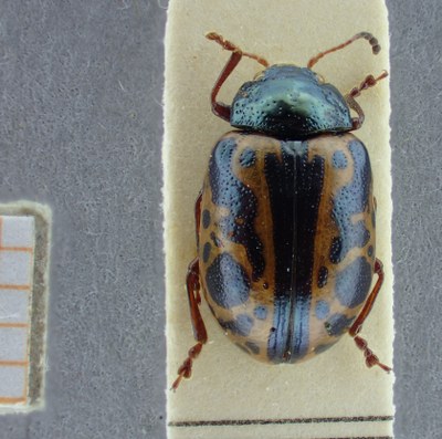 BE-RBINS-ENT Calligrapha_087 Calligrapha fulvipes Dorsal.jpg BE-RBINS-ENT Calligrapha_087 Calligrapha fulvipes Dorsal.jpg