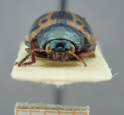 BE-RBINS-ENT Calligrapha_087 Calligrapha fulvipes Frontal.jpg BE-RBINS-ENT Calligrapha_087 Calligrapha fulvipes Frontal.jpg