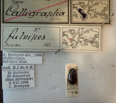 BE-RBINS-ENT Calligrapha_087 Calligrapha fulvipes Label.jpg BE-RBINS-ENT Calligrapha_087 Calligrapha fulvipes Label.jpg
