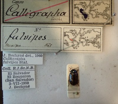 BE-RBINS-ENT Calligrapha_087 Calligrapha fulvipes Label.jpg