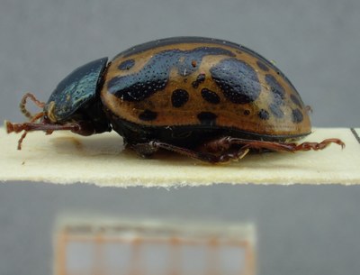 BE-RBINS-ENT Calligrapha_087 Calligrapha fulvipes Lateral.jpg BE-RBINS-ENT Calligrapha_087 Calligrapha fulvipes Lateral.jpg