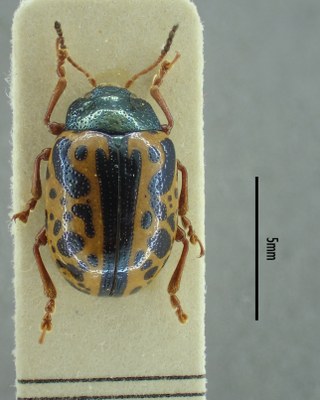 BE-RBINS-ENT Calligrapha_090 Calligrapha fulvipes Dorsal.jpg BE-RBINS-ENT Calligrapha_090 Calligrapha fulvipes Dorsal.jpg