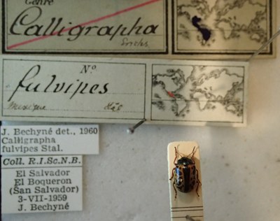 BE-RBINS-ENT Calligrapha_090 Calligrapha fulvipes Label.jpg