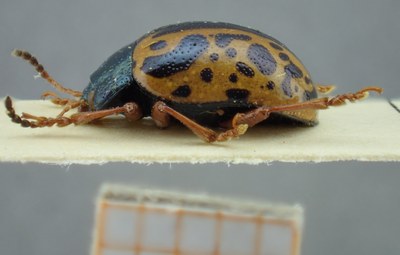 BE-RBINS-ENT Calligrapha_090 Calligrapha fulvipes Lateral.jpg BE-RBINS-ENT Calligrapha_090 Calligrapha fulvipes Lateral.jpg