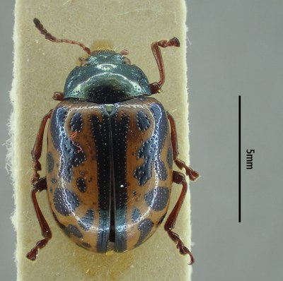 BE-RBINS-ENT Calligrapha_091 Calligrapha fulvipes Dorsal.jpg BE-RBINS-ENT Calligrapha_091 Calligrapha fulvipes Dorsal.jpg