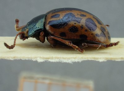 BE-RBINS-ENT Calligrapha_091 Calligrapha fulvipes Lateral.jpg BE-RBINS-ENT Calligrapha_091 Calligrapha fulvipes Lateral.jpg