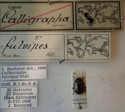 BE-RBINS-ENT Calligrapha_092 Calligrapha fulvipes Label.jpg
