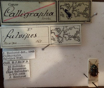 BE-RBINS-ENT Calligrapha_093 Calligrapha fulvipes Label.jpg