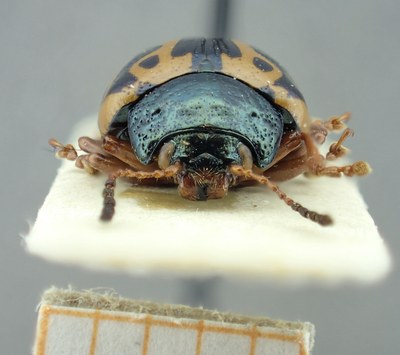 BE-RBINS-ENT Calligrapha_098 Calligrapha fulvipes Frontal.jpg