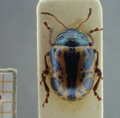 BE-RBINS-ENT Calligrapha_101 Calligrapha fulvipes Dorsal.jpg BE-RBINS-ENT Calligrapha_101 Calligrapha fulvipes Dorsal.jpg
