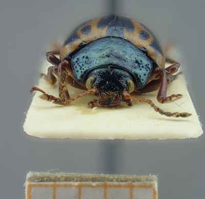 BE-RBINS-ENT Calligrapha_101 Calligrapha fulvipes Frontal.jpg BE-RBINS-ENT Calligrapha_101 Calligrapha fulvipes Frontal.jpg