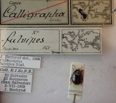 BE-RBINS-ENT Calligrapha_101 Calligrapha fulvipes Label.jpg