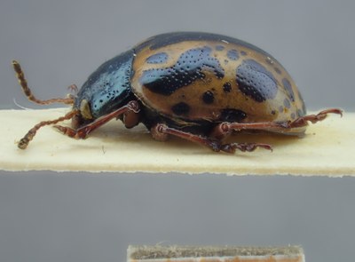 BE-RBINS-ENT Calligrapha_101 Calligrapha fulvipes Lateral.jpg BE-RBINS-ENT Calligrapha_101 Calligrapha fulvipes Lateral.jpg