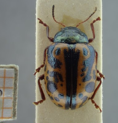 BE-RBINS-ENT Calligrapha_102 Calligrapha fulvipes Dorsal.jpg BE-RBINS-ENT Calligrapha_102 Calligrapha fulvipes Dorsal.jpg