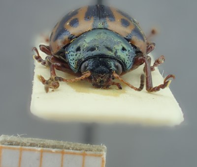 BE-RBINS-ENT Calligrapha_102 Calligrapha fulvipes Frontal.jpg BE-RBINS-ENT Calligrapha_102 Calligrapha fulvipes Frontal.jpg