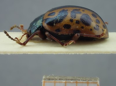 BE-RBINS-ENT Calligrapha_102 Calligrapha fulvipes Lateral.jpg BE-RBINS-ENT Calligrapha_102 Calligrapha fulvipes Lateral.jpg