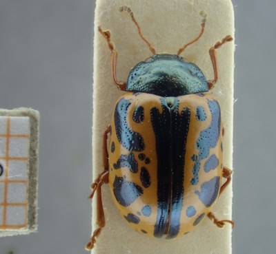 BE-RBINS-ENT Calligrapha_103 Calligrapha fulvipes Dorsal.jpg BE-RBINS-ENT Calligrapha_103 Calligrapha fulvipes Dorsal.jpg