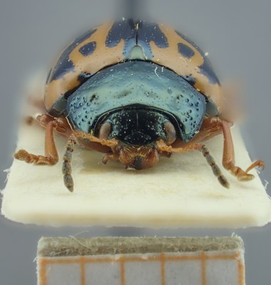 BE-RBINS-ENT Calligrapha_103 Calligrapha fulvipes Frontal.jpg BE-RBINS-ENT Calligrapha_103 Calligrapha fulvipes Frontal.jpg