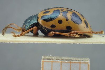 BE-RBINS-ENT Calligrapha_103 Calligrapha fulvipes Lateral.jpg BE-RBINS-ENT Calligrapha_103 Calligrapha fulvipes Lateral.jpg