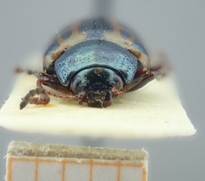 BE-RBINS-ENT Calligrapha_104 Calligrapha fulvipes Frontal.jpg BE-RBINS-ENT Calligrapha_104 Calligrapha fulvipes Frontal.jpg