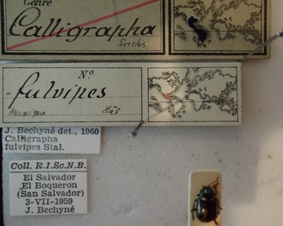 BE-RBINS-ENT Calligrapha_104 Calligrapha fulvipes Label.jpg BE-RBINS-ENT Calligrapha_104 Calligrapha fulvipes Label.jpg