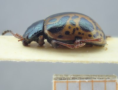BE-RBINS-ENT Calligrapha_104 Calligrapha fulvipes Lateral.jpg BE-RBINS-ENT Calligrapha_104 Calligrapha fulvipes Lateral.jpg