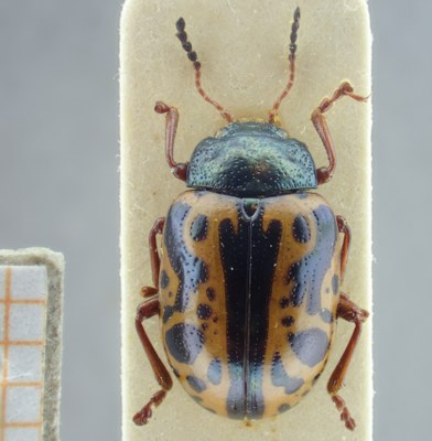 BE-RBINS-ENT Calligrapha_105 Calligrapha fulvipes Dorsal.jpg BE-RBINS-ENT Calligrapha_105 Calligrapha fulvipes Dorsal.jpg
