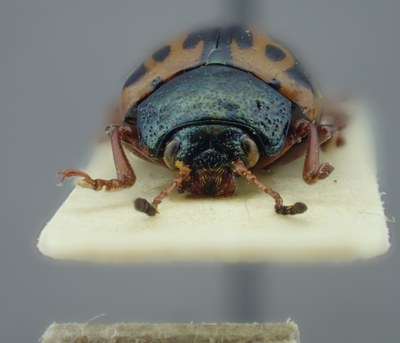 BE-RBINS-ENT Calligrapha_105 Calligrapha fulvipes Frontal.jpg BE-RBINS-ENT Calligrapha_105 Calligrapha fulvipes Frontal.jpg