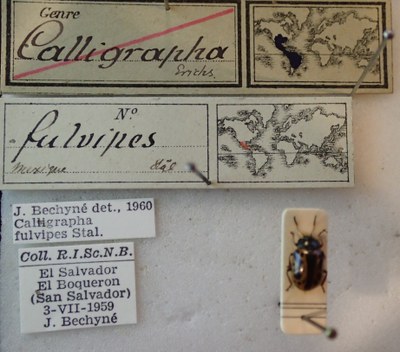 BE-RBINS-ENT Calligrapha_105 Calligrapha fulvipes Label.jpg