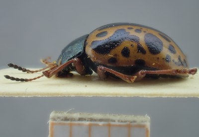 BE-RBINS-ENT Calligrapha_105 Calligrapha fulvipes Lateral.jpg BE-RBINS-ENT Calligrapha_105 Calligrapha fulvipes Lateral.jpg
