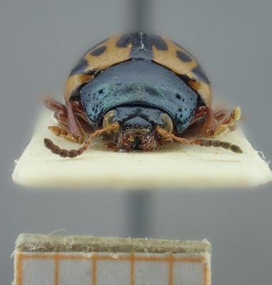 BE-RBINS-ENT Calligrapha_107 Calligrapha fulvipes Frontal.jpg BE-RBINS-ENT Calligrapha_107 Calligrapha fulvipes Frontal.jpg