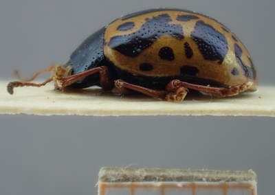 BE-RBINS-ENT Calligrapha_107 Calligrapha fulvipes Lateral.jpg BE-RBINS-ENT Calligrapha_107 Calligrapha fulvipes Lateral.jpg
