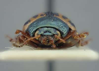 BE-RBINS-ENT Calligrapha_108 Calligrapha fulvipes Frontal.jpg