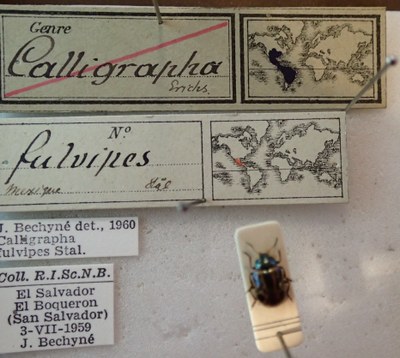 BE-RBINS-ENT Calligrapha_108 Calligrapha fulvipes Label.jpg