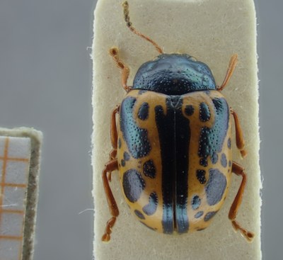 BE-RBINS-ENT Calligrapha_109 Calligrapha fulvipes Dorsal.jpg BE-RBINS-ENT Calligrapha_109 Calligrapha fulvipes Dorsal.jpg