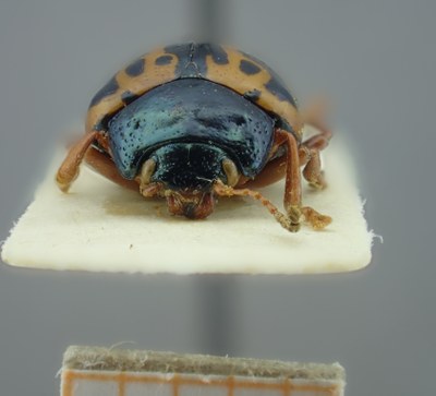 BE-RBINS-ENT Calligrapha_109 Calligrapha fulvipes Frontal.jpg BE-RBINS-ENT Calligrapha_109 Calligrapha fulvipes Frontal.jpg