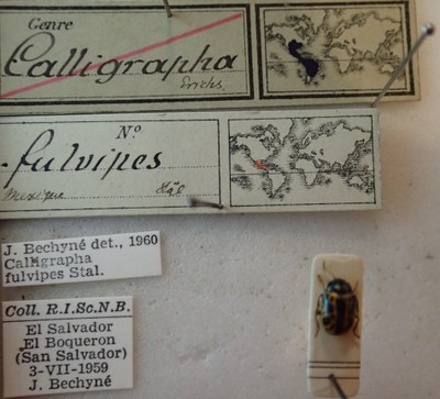 BE-RBINS-ENT Calligrapha_109 Calligrapha fulvipes Label.jpg BE-RBINS-ENT Calligrapha_109 Calligrapha fulvipes Label.jpg