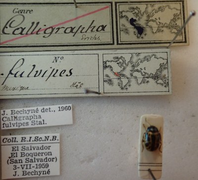 BE-RBINS-ENT Calligrapha_109 Calligrapha fulvipes Label.jpg