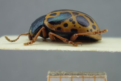 BE-RBINS-ENT Calligrapha_109 Calligrapha fulvipes Lateral.jpg BE-RBINS-ENT Calligrapha_109 Calligrapha fulvipes Lateral.jpg