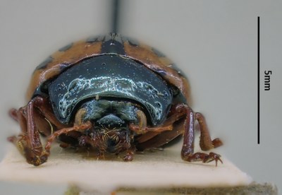 BE-RBINS-ENT Calligrapha_110 Calligrapha fulvipes Frontal.jpg BE-RBINS-ENT Calligrapha_110 Calligrapha fulvipes Frontal.jpg