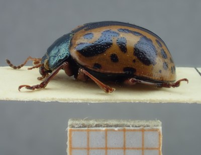 BE-RBINS-ENT Calligrapha_110 Calligrapha fulvipes Lateral.jpg BE-RBINS-ENT Calligrapha_110 Calligrapha fulvipes Lateral.jpg