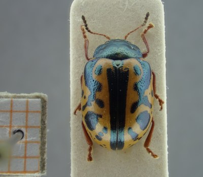 BE-RBINS-ENT Calligrapha_111 Calligrapha fulvipes Dorsal.jpg BE-RBINS-ENT Calligrapha_111 Calligrapha fulvipes Dorsal.jpg