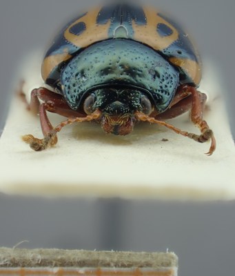 BE-RBINS-ENT Calligrapha_111 Calligrapha fulvipes Frontal.jpg BE-RBINS-ENT Calligrapha_111 Calligrapha fulvipes Frontal.jpg