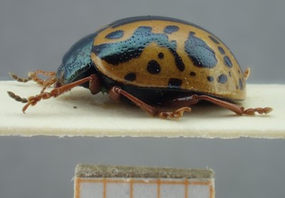 BE-RBINS-ENT Calligrapha_111 Calligrapha fulvipes Lateral.jpg BE-RBINS-ENT Calligrapha_111 Calligrapha fulvipes Lateral.jpg