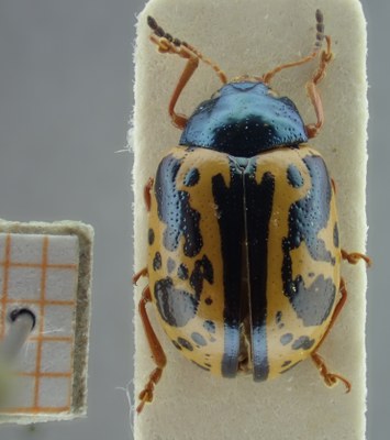 BE-RBINS-ENT Calligrapha_112 Calligrapha fulvipes Dorsal.jpg BE-RBINS-ENT Calligrapha_112 Calligrapha fulvipes Dorsal.jpg