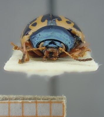 BE-RBINS-ENT Calligrapha_112 Calligrapha fulvipes Frontal.jpg BE-RBINS-ENT Calligrapha_112 Calligrapha fulvipes Frontal.jpg